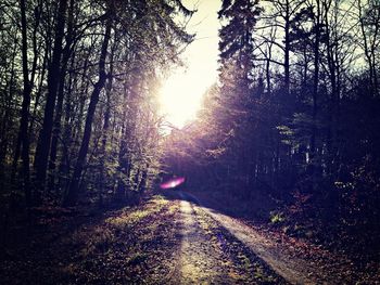 Sun shining through trees