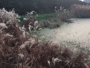 Close-up of plants against sky
