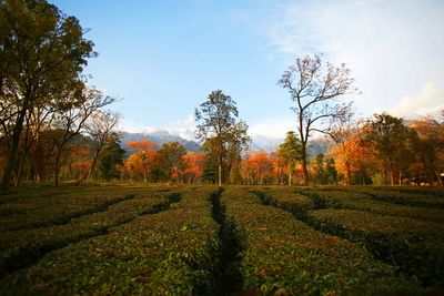 Trees on field against sky during autumn