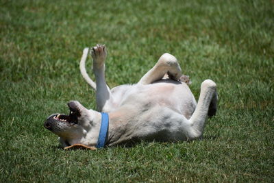 Dog relaxing on field