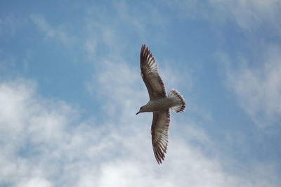 Low angle view of birds flying against sky