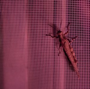 Close-up of insect on floor