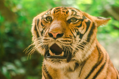 Close-up of a tiger