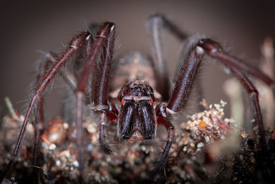 Close-up of spider