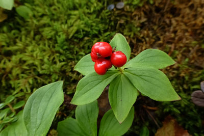 Close-up of red berries on plant at field