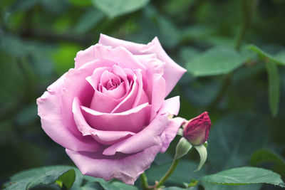 Close-up of pink rose