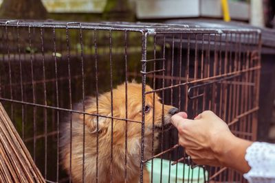 Human hand in cage at zoo