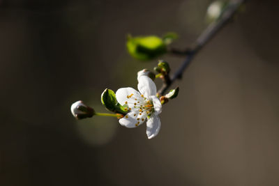 Close-up of white cherry blossoms in spring