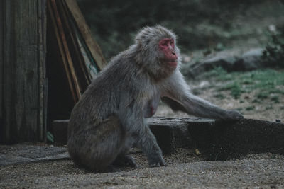 Monkey looking away while sitting on dirt road