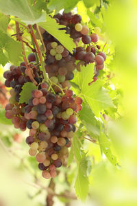 Close-up of grapes growing in vineyard