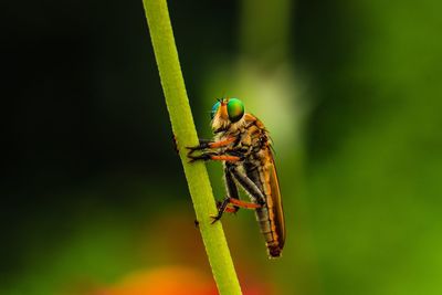 Close-up of insect on plant