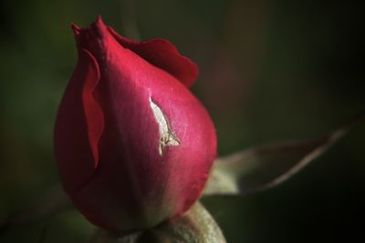 Close-up of red rose