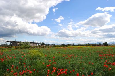 Scenic view of flowering plants on field against sky