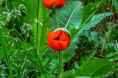 Close-up of red poppy flower on plant