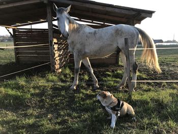 Horse standing in ranch