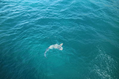 High angle view of turtle swimming in sea