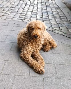 High angle view of dog on street