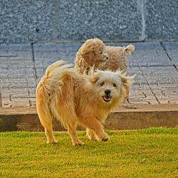 Portrait of a dog on the ground