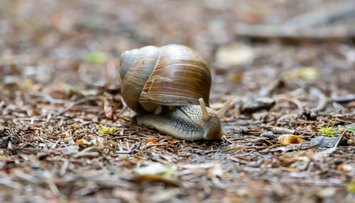 Close-up of snail on land