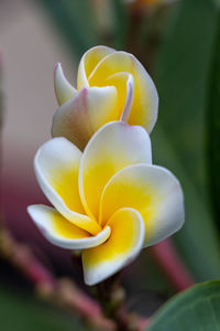 Close-up of white flowering plant