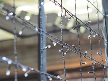 Close-up of wet fence during rainy season