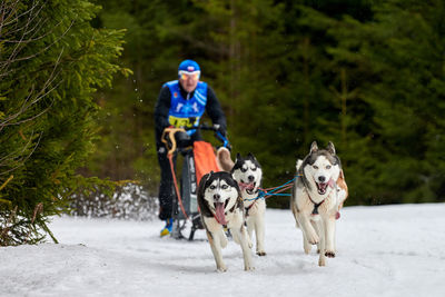 Full length of dog on snow covered trees