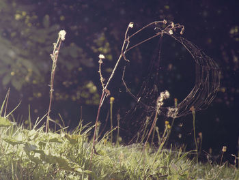 Close-up of spider web on field