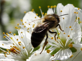 Close-up of bee on white flower