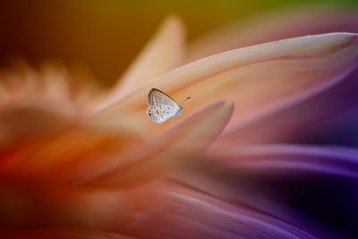 Close-up of insect on flower