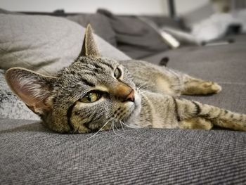 Close-up portrait of cat lying on floor