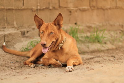 Portrait of dog relaxing outdoors