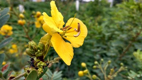 Close-up of yellow day lily blooming outdoors