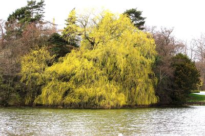 Scenic view of lake by trees against sky