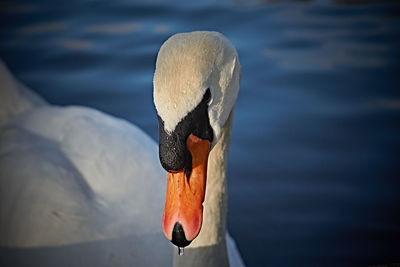 Close-up of swan swimming on lake