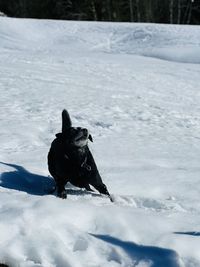 Dog on snow covered field