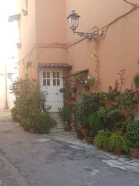 Plants growing outside house