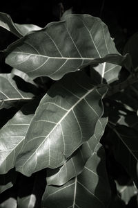 leaf