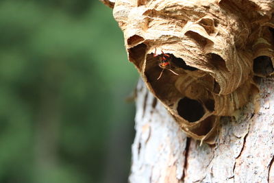 Close-up of insect on tree trunk