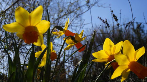 Close-up of yellow flowering plants on field