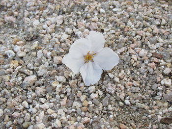 Close-up high angle view of flower