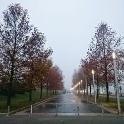 Empty road along trees