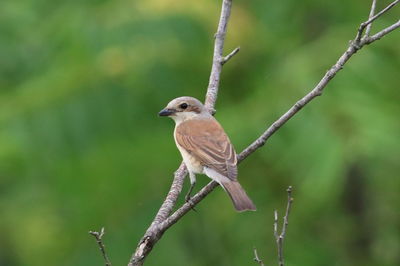 Bird perching on twig