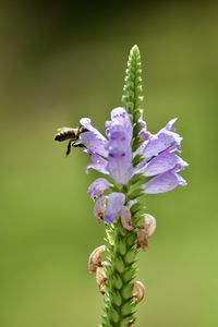 Close-up of purple flowering plant