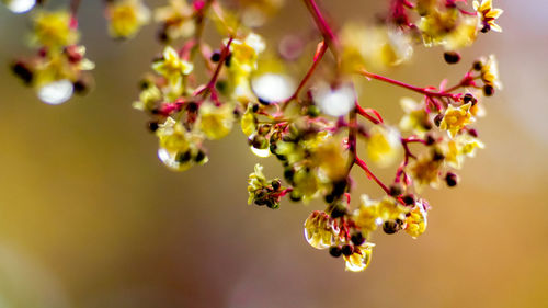 Close-up of flowering plant against blurred background