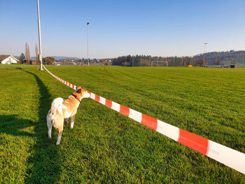 View of dog on field