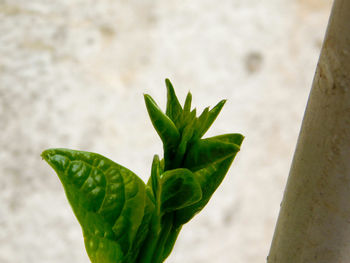 Close-up of plant