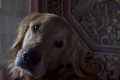 Close-up portrait of dog relaxing at home