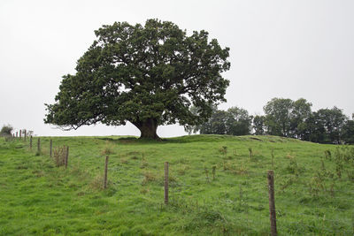 Tree on grassy field against clear sky