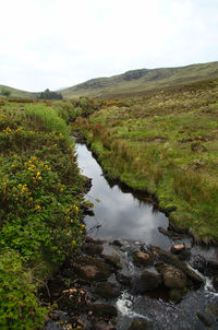 Scenic view of stream amidst plants against sky