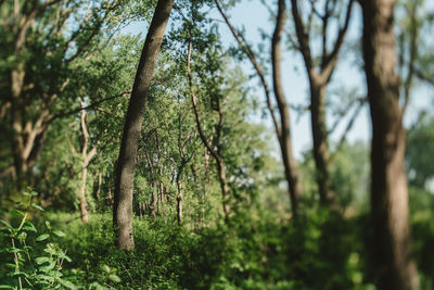 Trees in forest